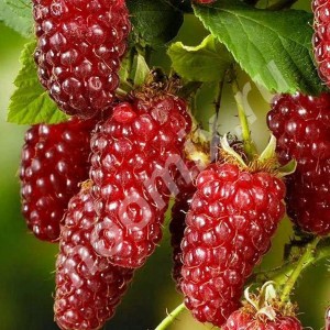 Саженец красной ежемалины Империал  (Imperial)