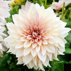 Клубень георгина Кафе О Лейт (Cafe au Lait)