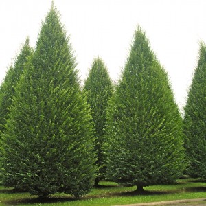 Сеянец граба Европейского ( 10-15 см)