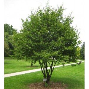 Саженец граба Каролинского ( от 15 см)