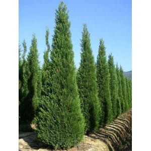 Сеянец кипарисовика Лейланда (от 25 см)