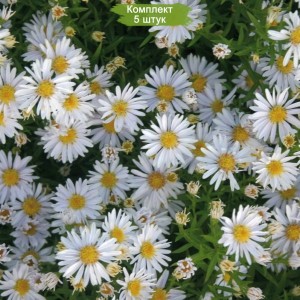 Саженцы астры Аполло (Apollo)  -  комплект 5 шт.