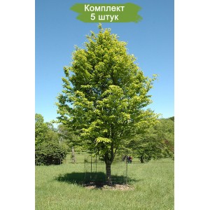 Сеянцы бука Европейского (Лесного) ( 10-15 см) -  комплект 5 шт.