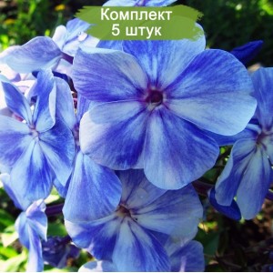 Саженцы флокса Гордость России -  комплект 5 шт.