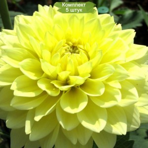 Клубни георгина Помпоновидный -  комплект 5 шт.