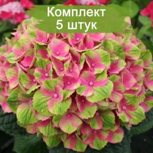 Саженцы гортензии крупнолистной Мэджикал аметист (Magical Amethyst) -  комплект 5 шт.