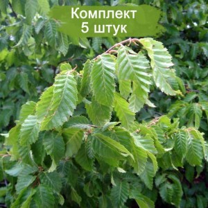 Саженцы граба Виргинского ( от 15 см) -  комплект 5 шт.