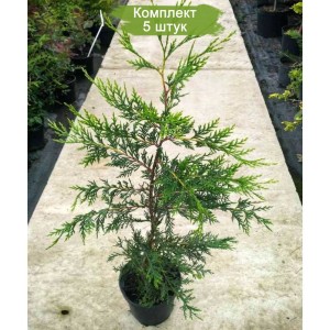 Сеянцы кипарисовика Лейланда (до 20 см) -  комплект 5 шт.
