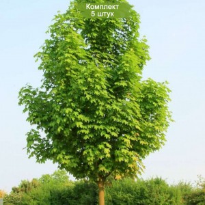 Саженцы клёна Остролистного (40-60 см) -  комплект 5 шт.