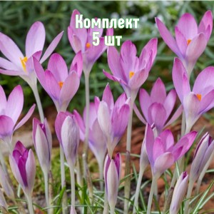 Комплект 5шт / Крокус Томазини Розеус