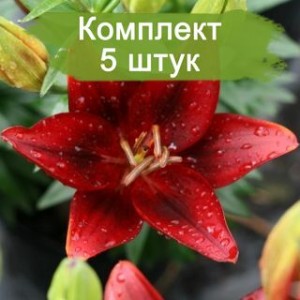 Луковицы лилии азиатской Тайни рокет (Tiny Rocket) -  комплект 5 шт.