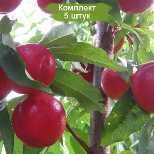 Саженцы нектарина Кримсон голд (Crimson Gold) -  комплект 5 шт.