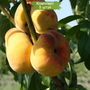 Саженцы персика колоновидного Инжирный -  комплект 5 шт.