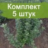 Комплект 5шт / Подвой М9