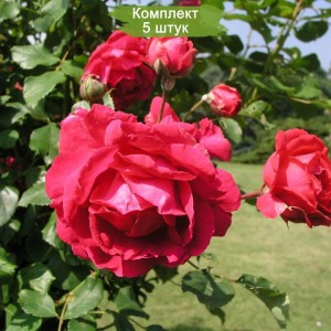 Комплект 5шт
 / Роза Пол Скарлет (плетистая)