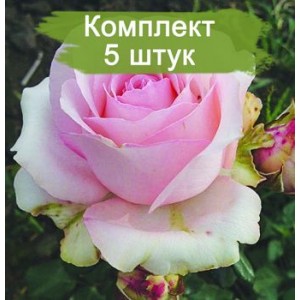 Саженцы чайно-гибридной розы Юниверс (Universe) -  комплект 5 шт.