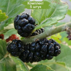 Саженцы шелковицы Надия -  комплект 5 шт.