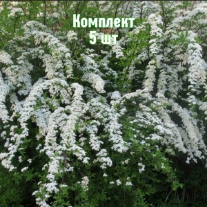 Комплект 5шт / Спирея Тунберга