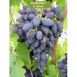 Саженцы винограда Надежда Азос (Средний/Черный) -  комплект 5 шт.