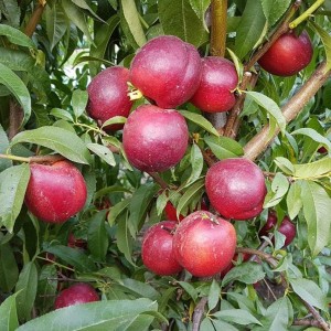 Саженец нектарина Биг Топ (Big Top)