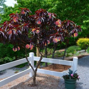 Саженец персика краснолистного Бургунди
