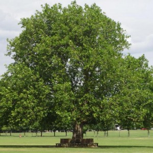 Саженец платана обыкновенного