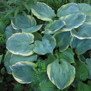 Саженец хосты Пизаз (Pizzazz)