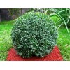 Саженец самшита вечнозелёного Бухус (Buxus)