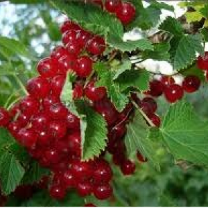 Саженец смородины Вика (красная)