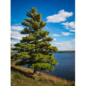 Саженец сосны Обыкновенной 60-100 см