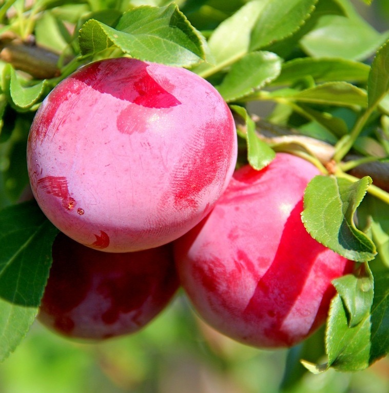 Алыча Евгения (Ранняя/Красная)