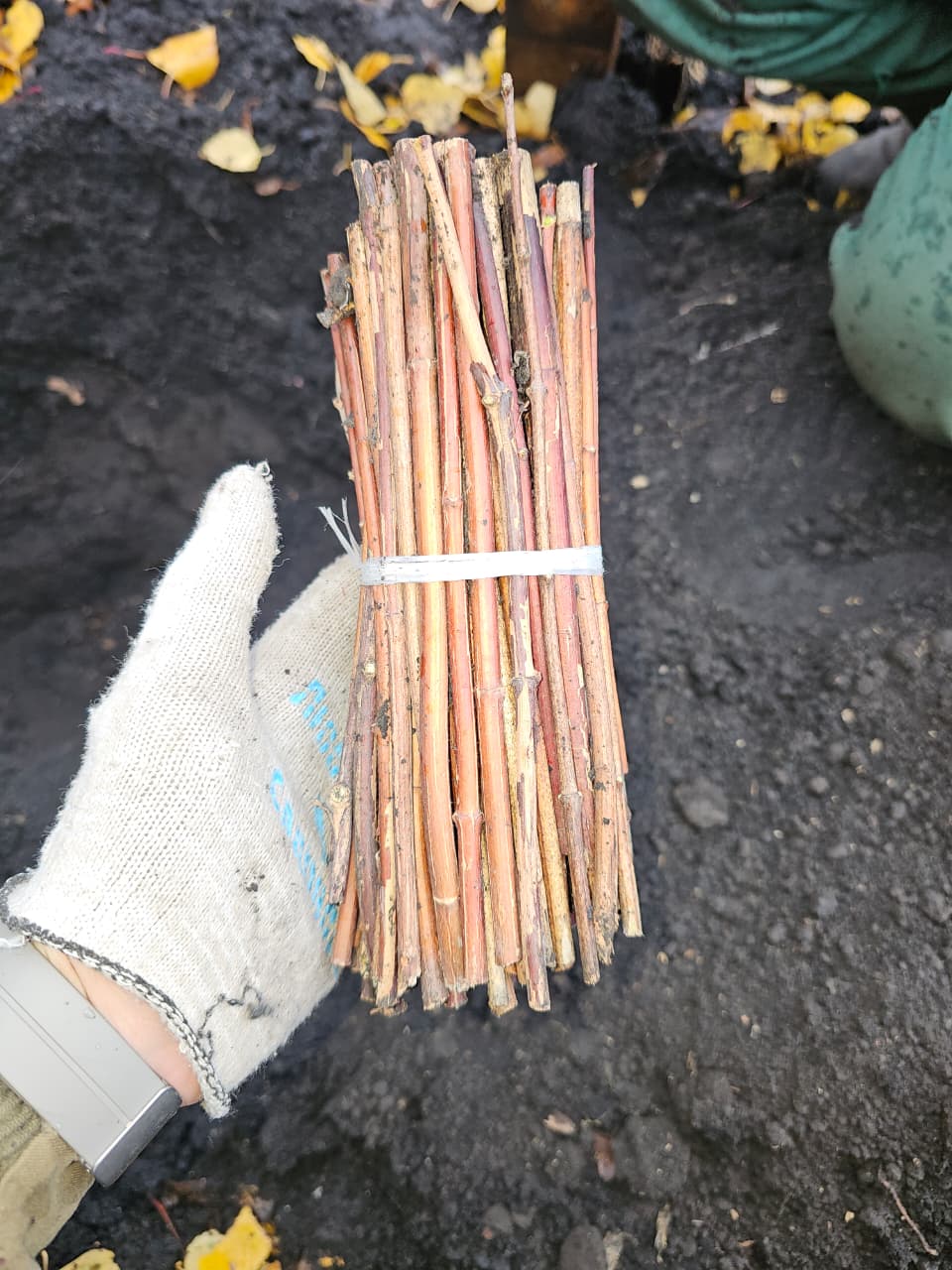 Черенки Чубушника