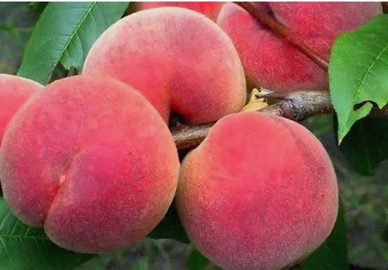 Персик Фестивальный