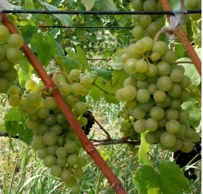 Виноград Бианка