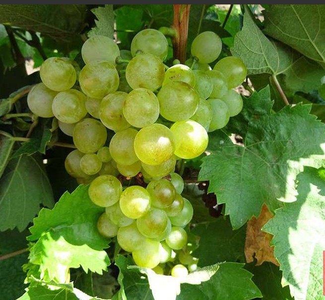 Виноград Галан