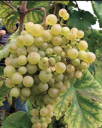Виноград Глера