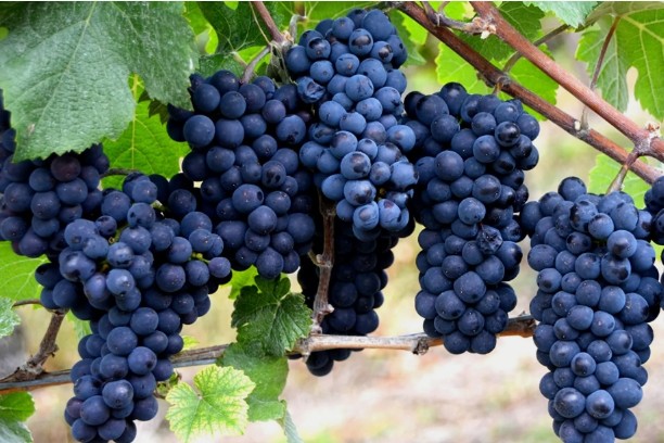 Виноград Каладок