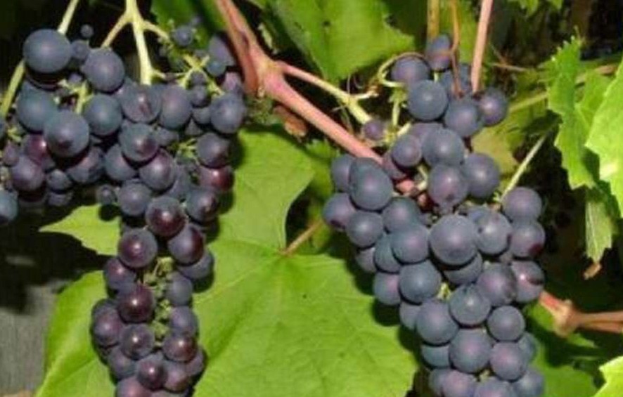 Виноград Варюшкин