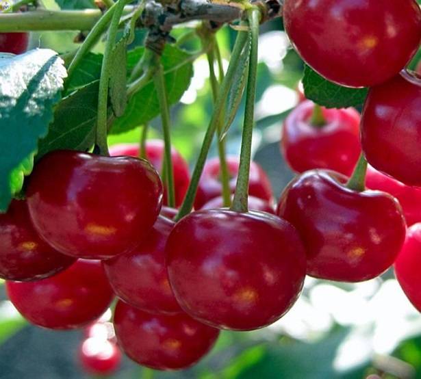 Вишня Комсомольская