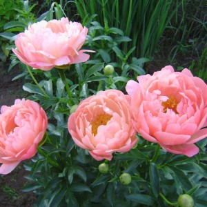 Саженец пиона Корал Чарм (Coral Charme )